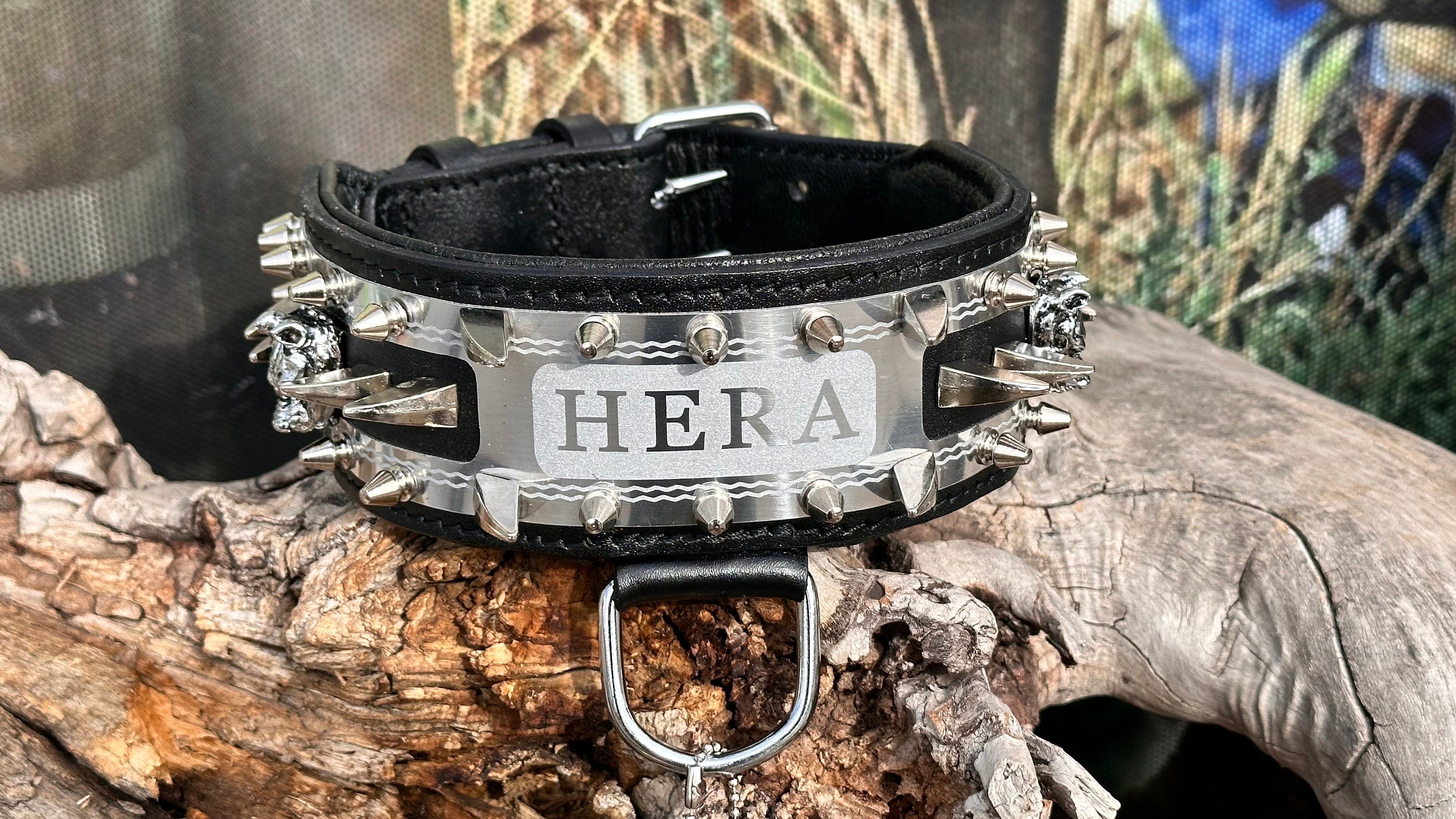 Handmade leather dog collar with custom engraved name plate, featuring durable craftsmanship and adjustable fit by A&C Dog Collars.