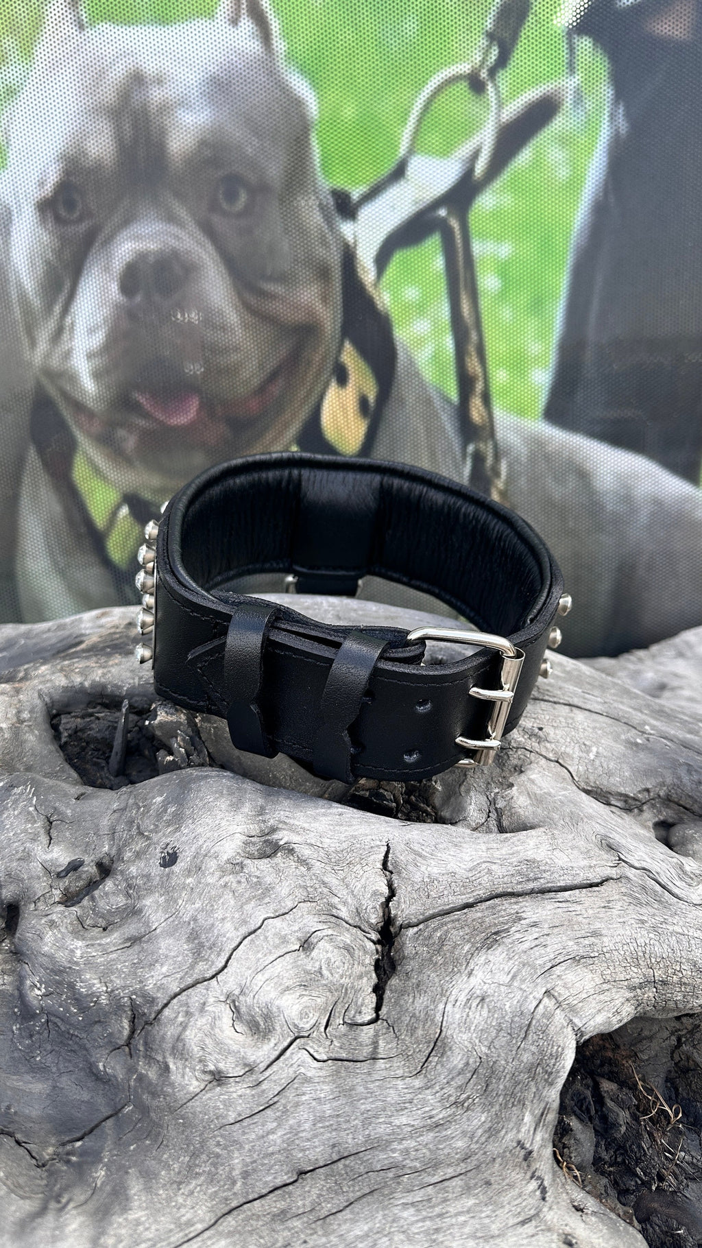 Custom Photo Dog Collar: Padded Buffalo Leather, Crystal Studded - Large Breeds