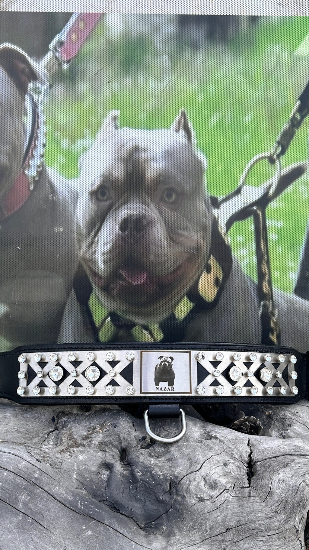 Custom Photo Dog Collar: Padded Buffalo Leather, Crystal Studded - Large Breeds