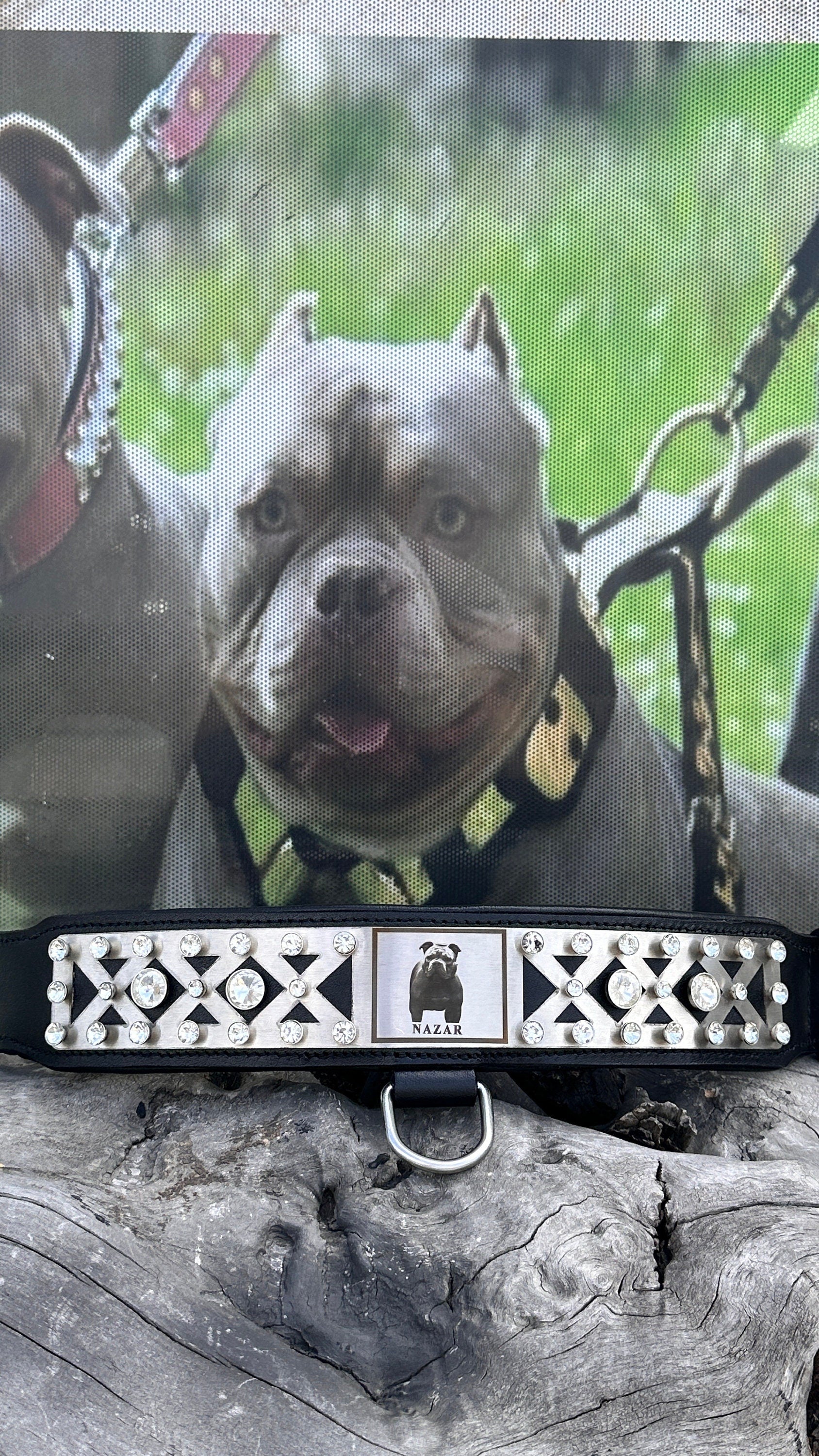 Custom Photo Dog Collar: Padded Buffalo Leather, Crystal Studded - Large Breeds