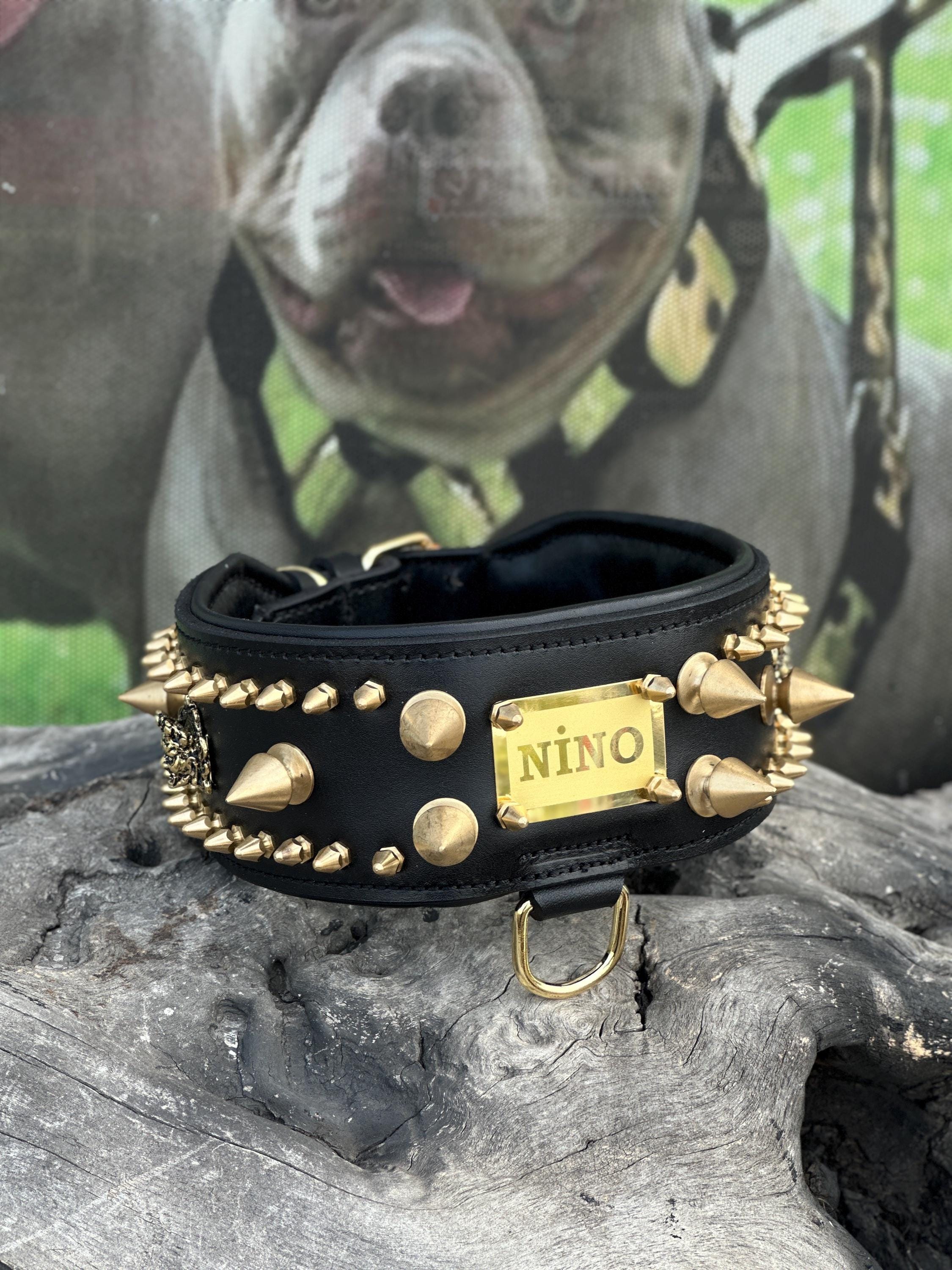 Custom Wide Leather Dog Collar: Gold Spikes, Brass Name Plate