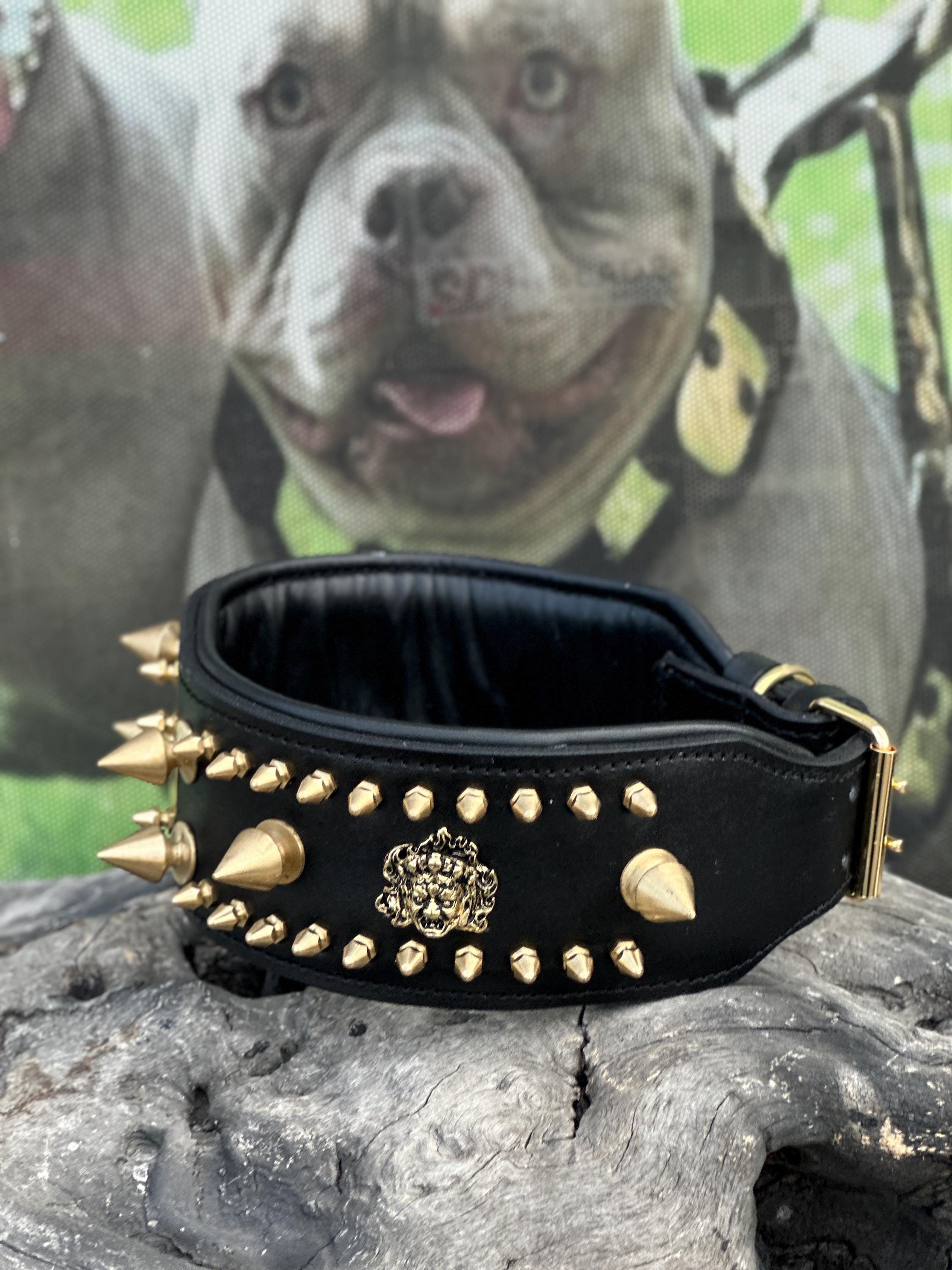 Custom Wide Leather Dog Collar: Gold Spikes, Brass Name Plate