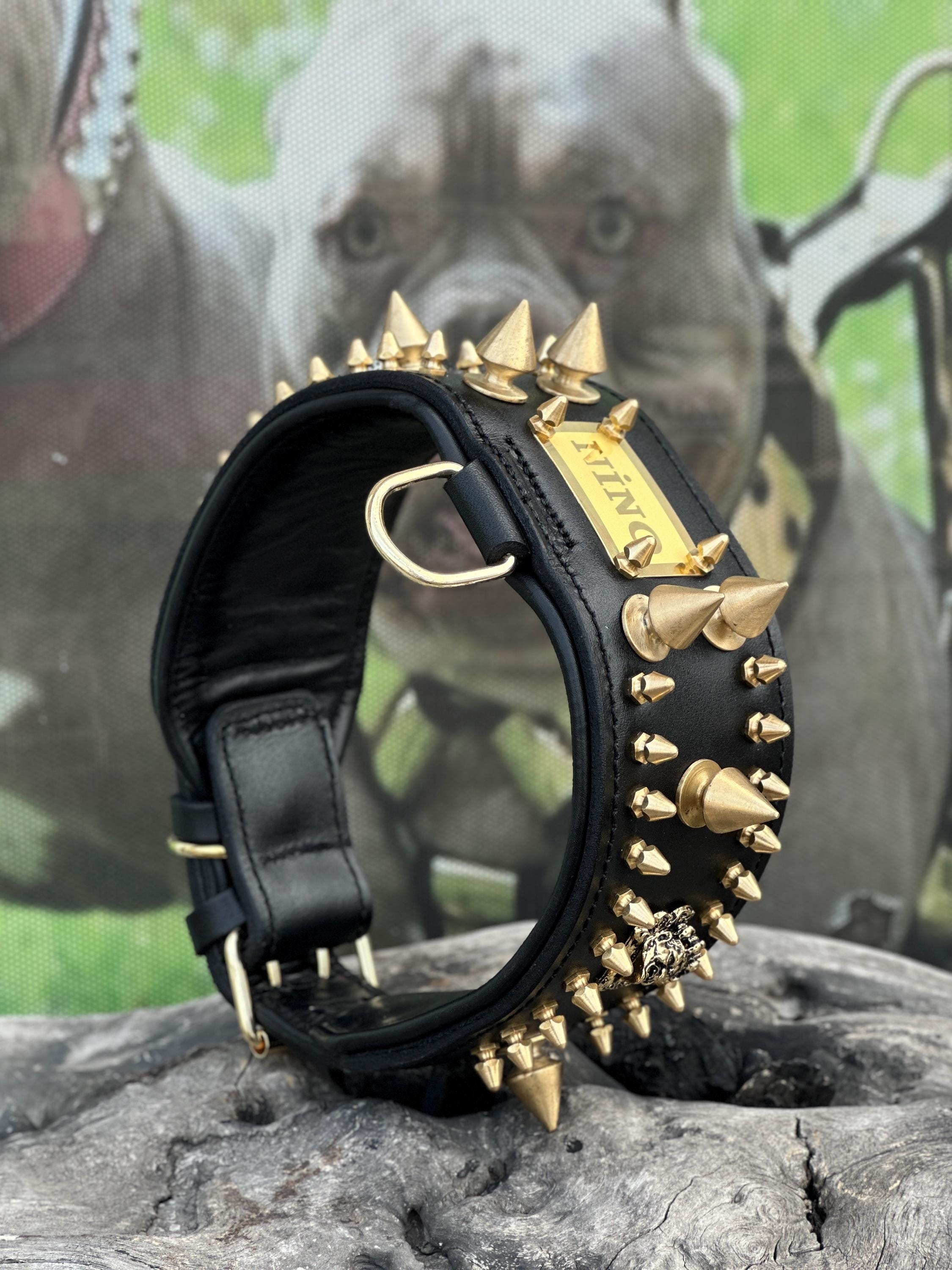 Custom Wide Leather Dog Collar: Gold Spikes, Brass Name Plate