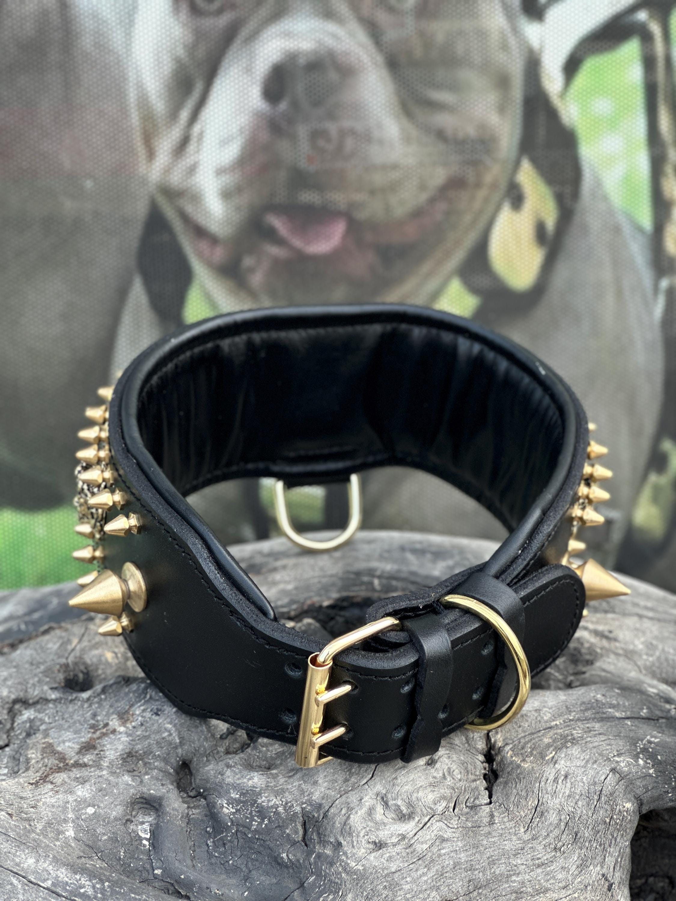 Custom Wide Leather Dog Collar: Gold Spikes, Brass Name Plate