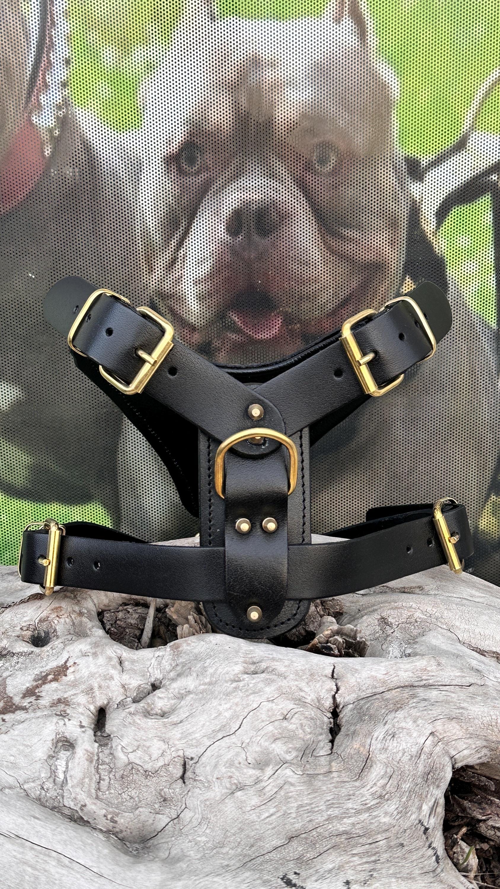 Luxury Leather Dog Collar Harness Set: Gold Chain Lion Logo - A&C Dog Collars