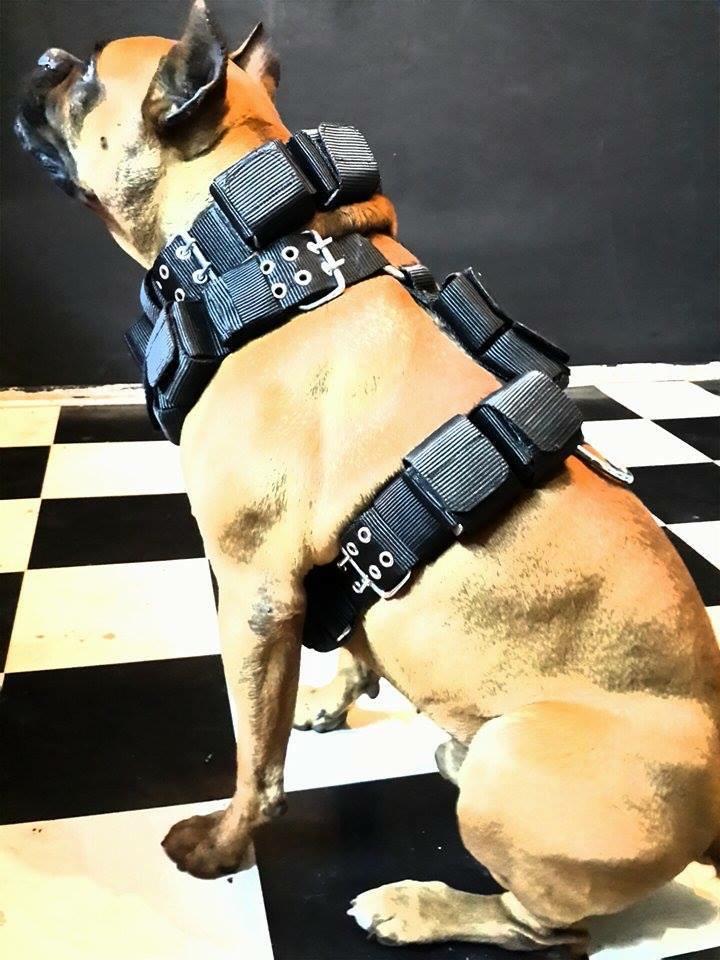 Heavy-Duty Dog Weight Training Set – Adjustable Weighted Collar & Harness for Muscle Building