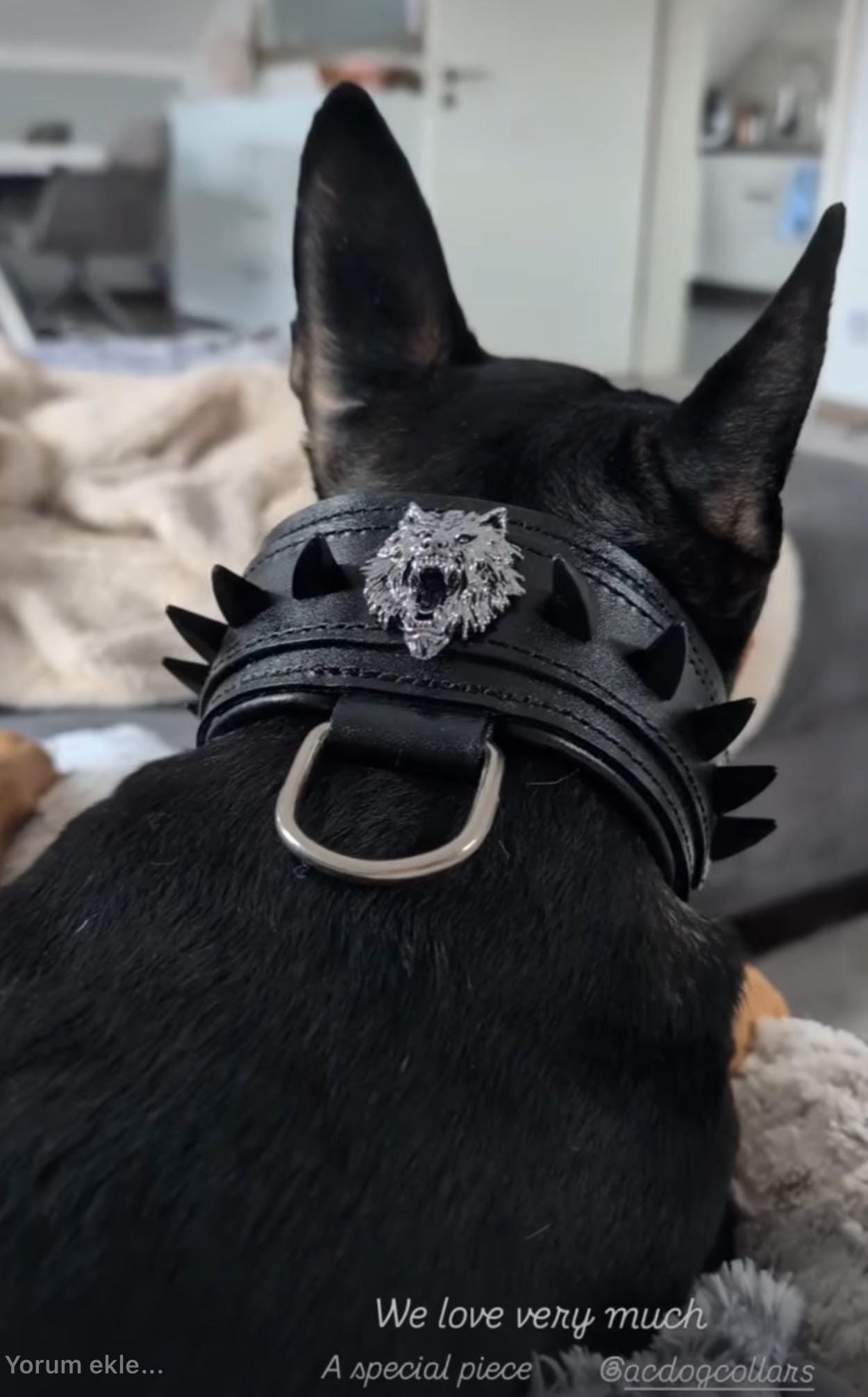 Handmade Black Leather Dog Collar: Wolf Logo & Spikes, 5cm Wide