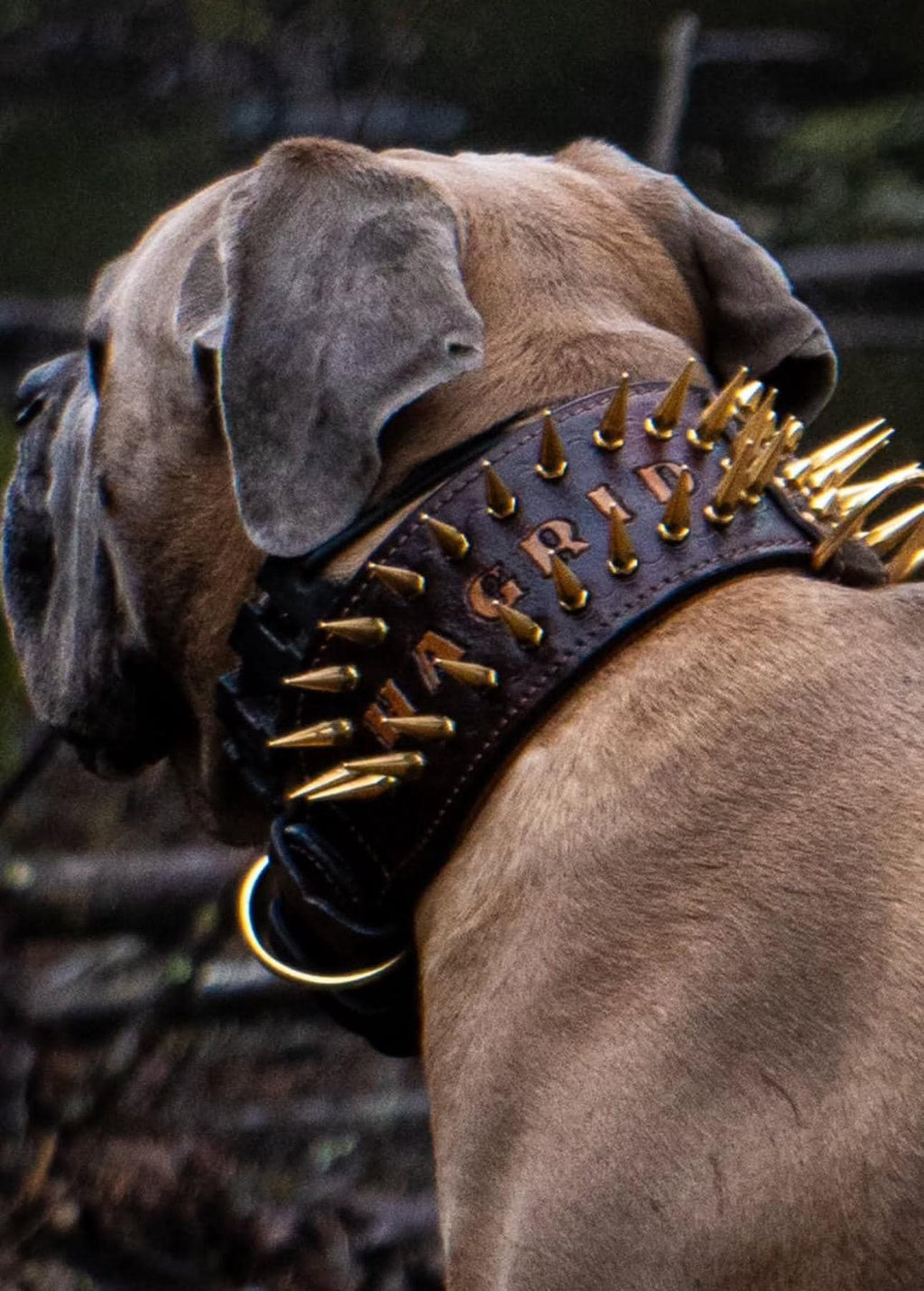 Handcrafted 8 cm Spiked Dog Collar, Personalized Name, for Cane Corso, American Bully, Doberman