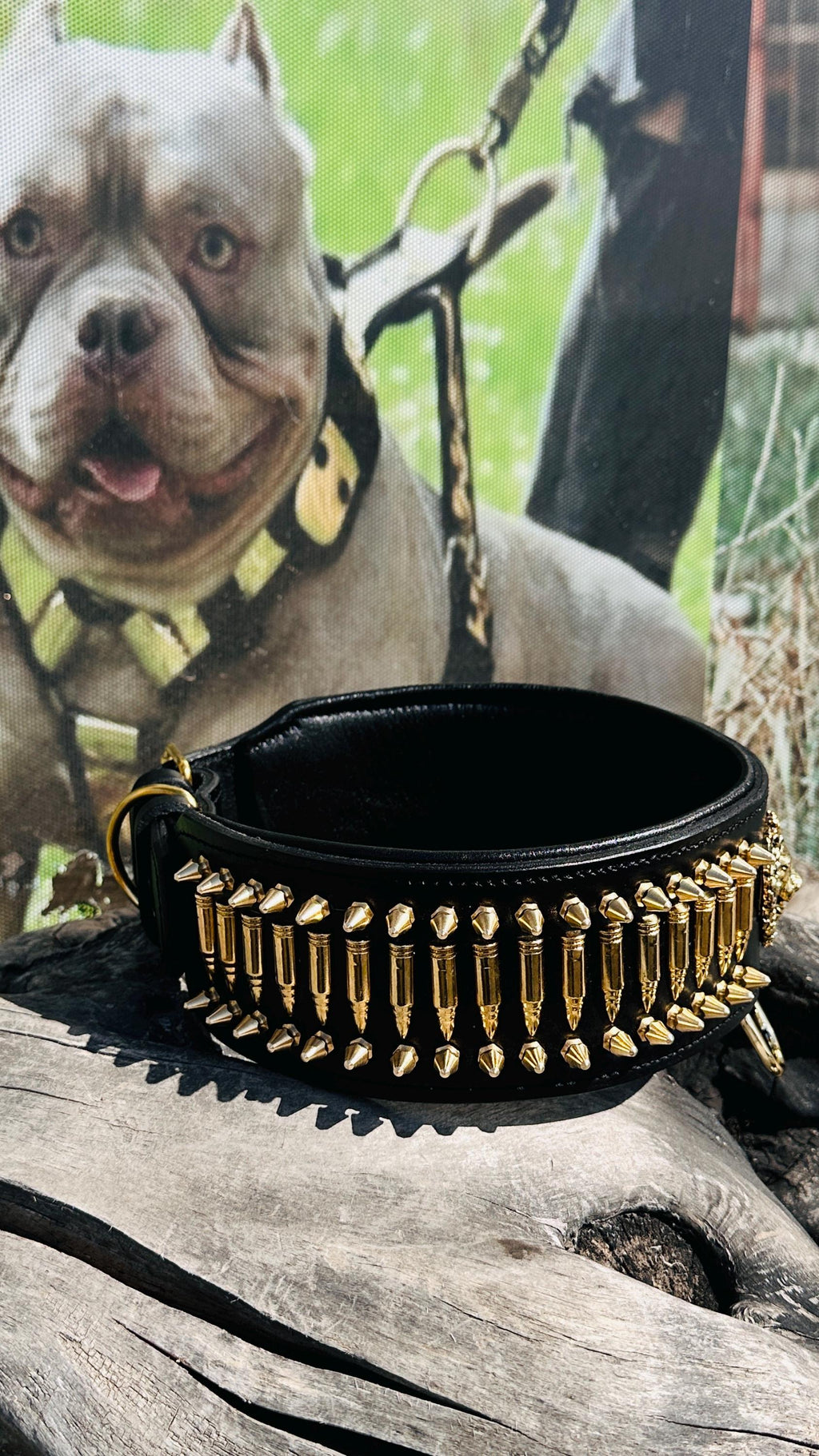 8cm Wide(3,15 inhes)  Leather Dog Collar – Handmade Dog Collar with Bullet Studs & Lion Logo – Kangal, Cane Corso, Rottweiler, Presa Canario