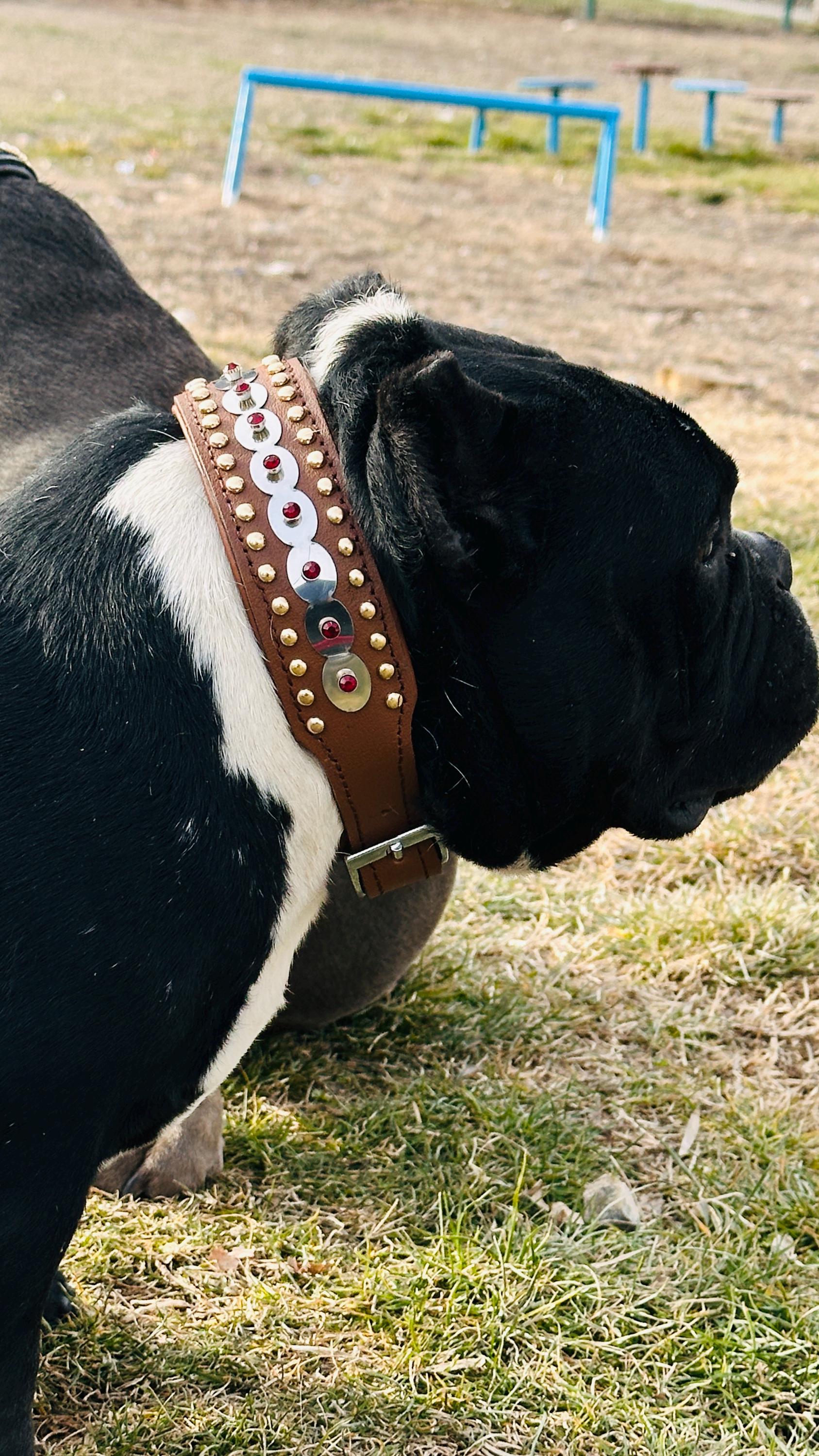 Handcrafted Leather Dog Collar with Sparkling Crystals – Elegant and Durable