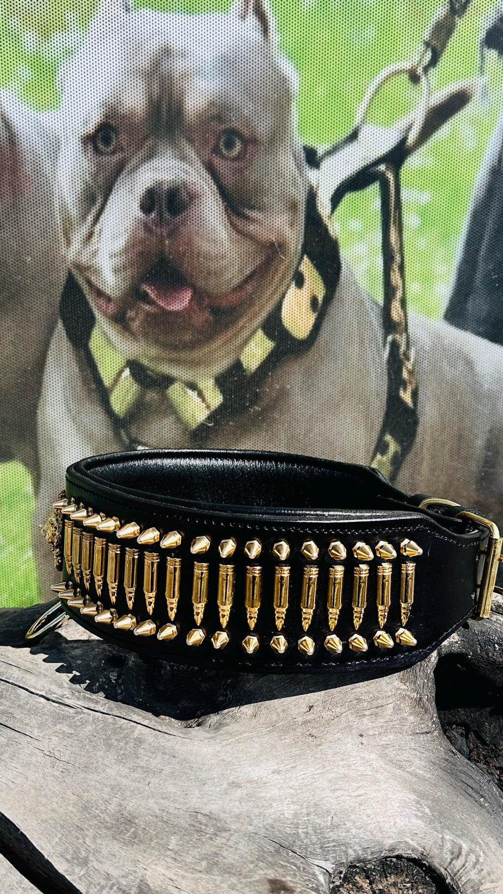 8cm Wide(3,15 inhes)  Leather Dog Collar – Handmade Dog Collar with Bullet Studs & Lion Logo – Kangal, Cane Corso, Rottweiler, Presa Canario