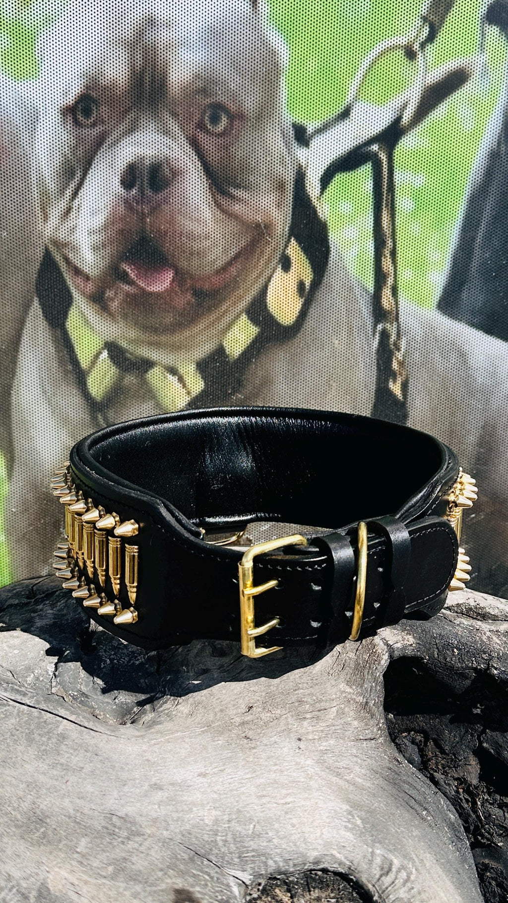 8cm Wide(3,15 inhes)  Leather Dog Collar – Handmade Dog Collar with Bullet Studs & Lion Logo – Kangal, Cane Corso, Rottweiler, Presa Canario