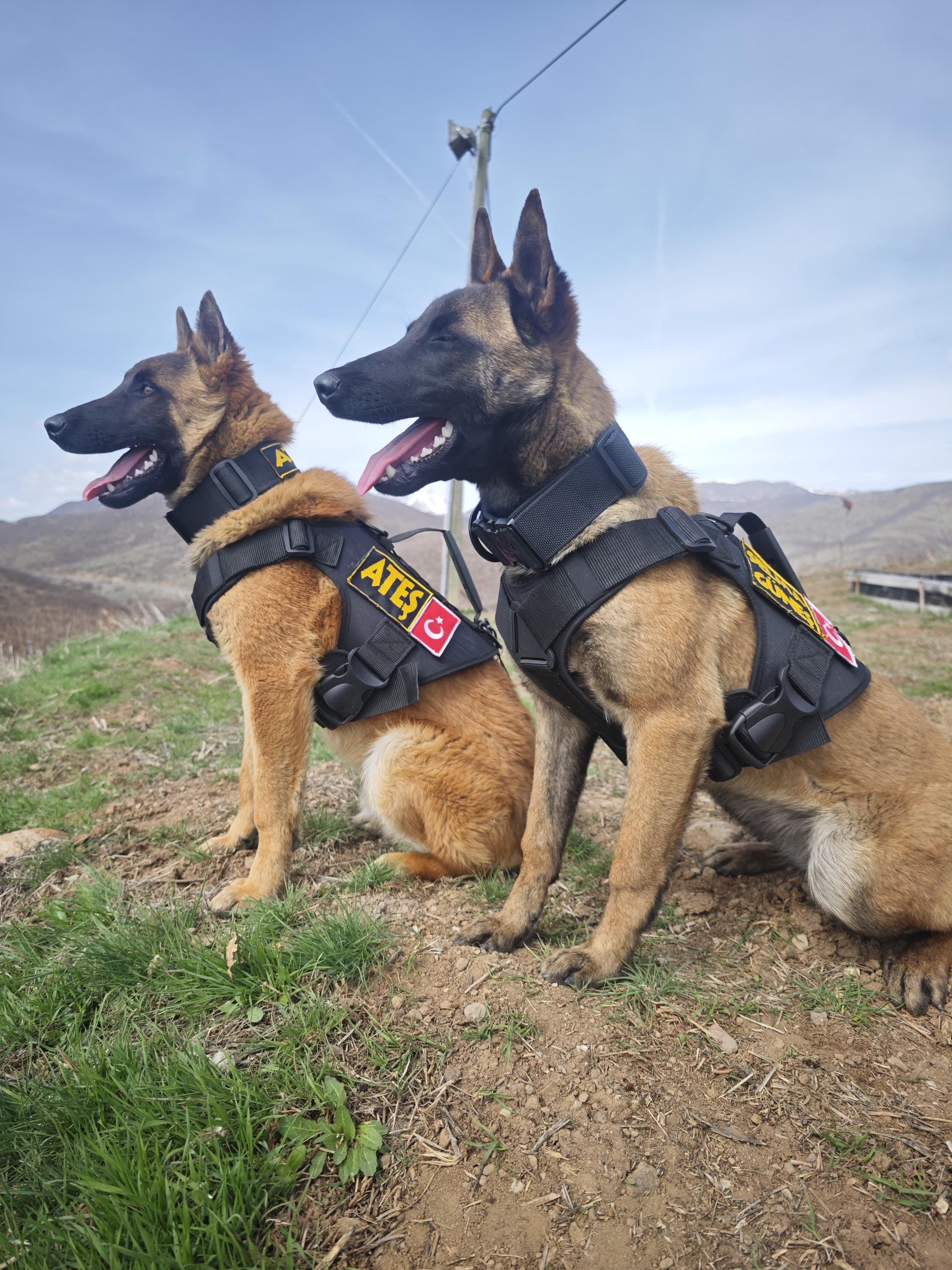 Custom Embroidered Tactical Dog Harness Set: Heavy Duty Nylon, Leash Included