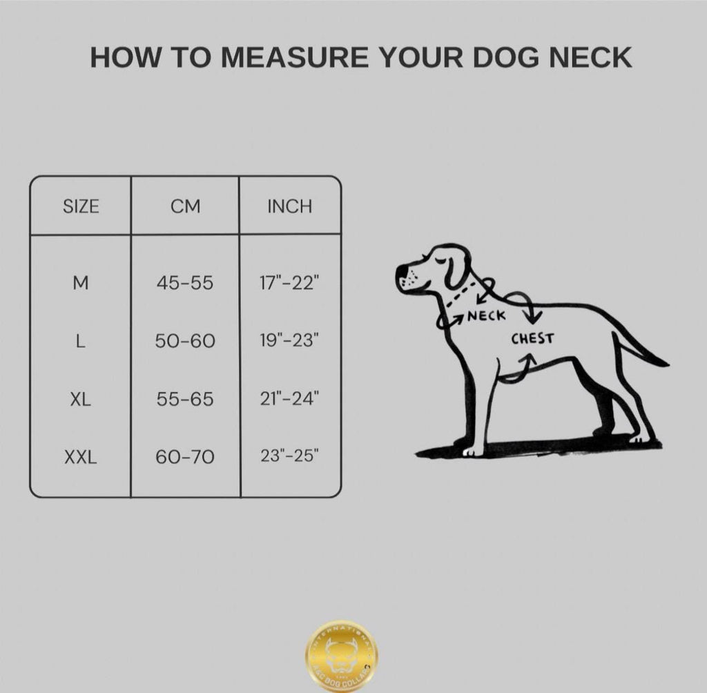 Black Buffalo Leather Dog Harness with Gold Hardware – Handmade