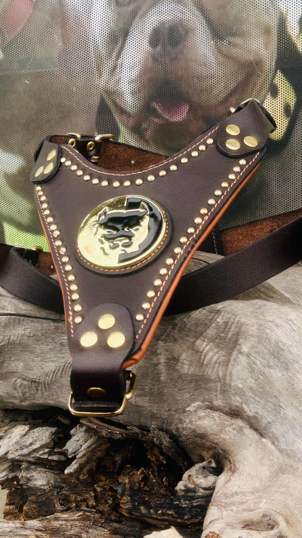 Handmade Buffalo Leather Dog Harness: Brass Studs & Pitbull Medallion