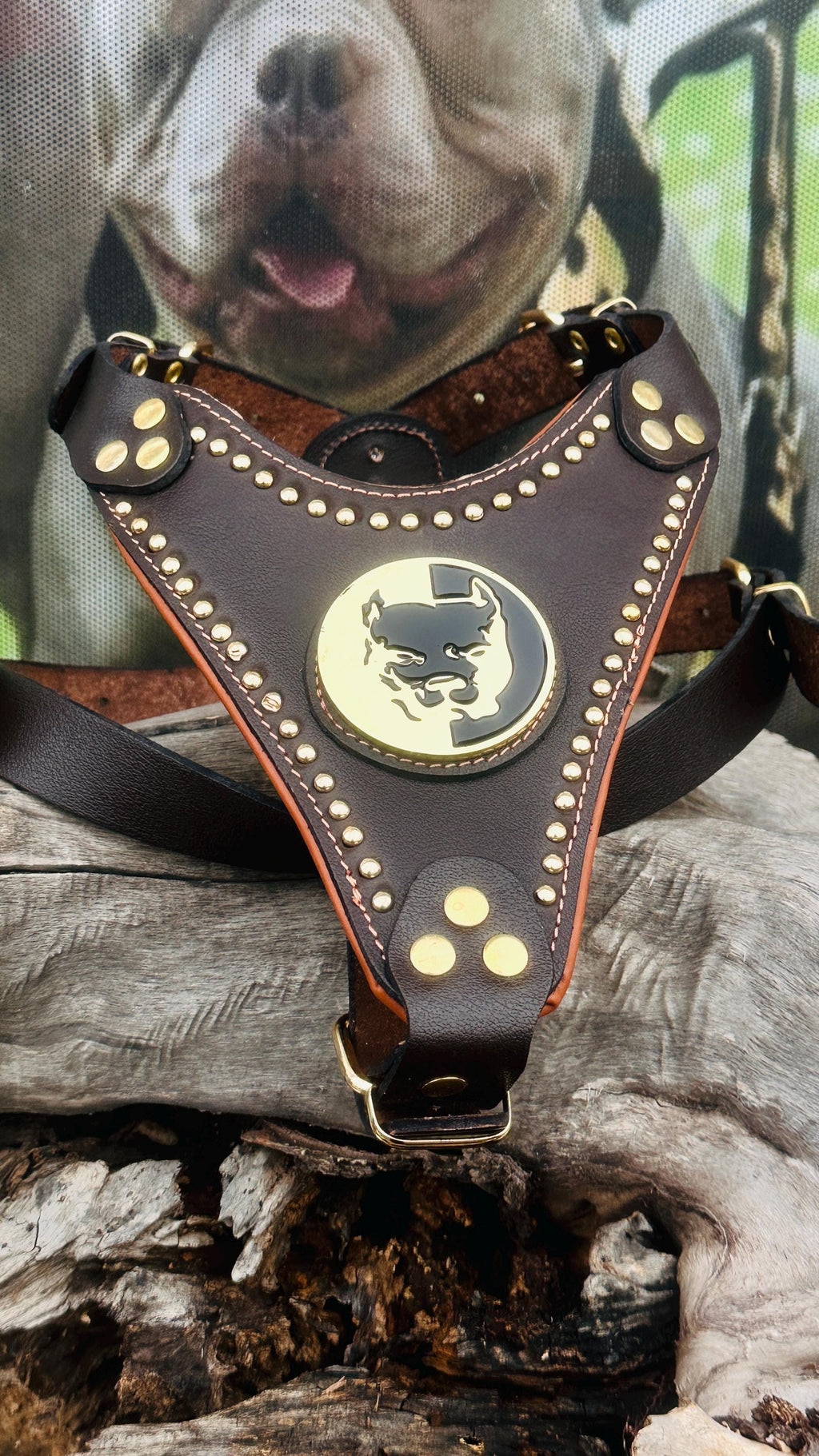 Handmade Buffalo Leather Dog Harness: Brass Studs & Pitbull Medallion