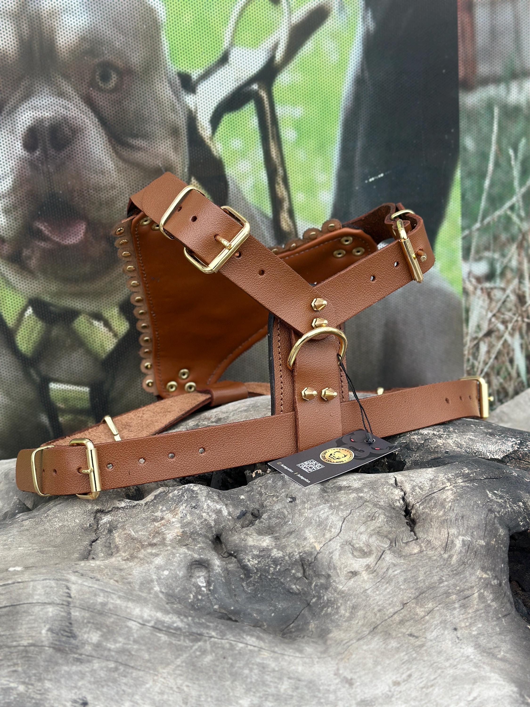 Gold Lion Leather Dog Harness