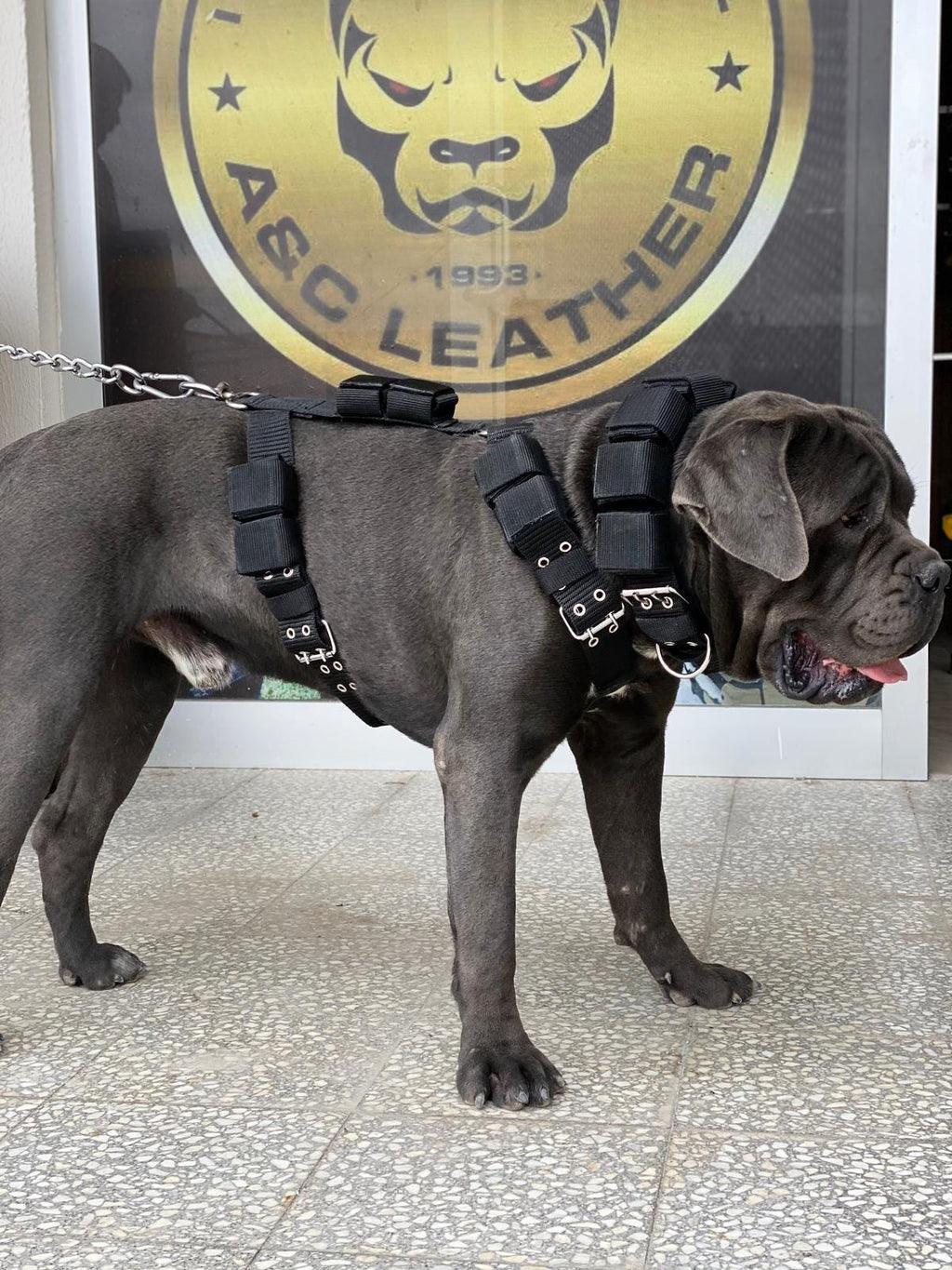 Heavy-Duty Dog Weight Training Set – Adjustable Weighted Collar & Harness for Muscle Building