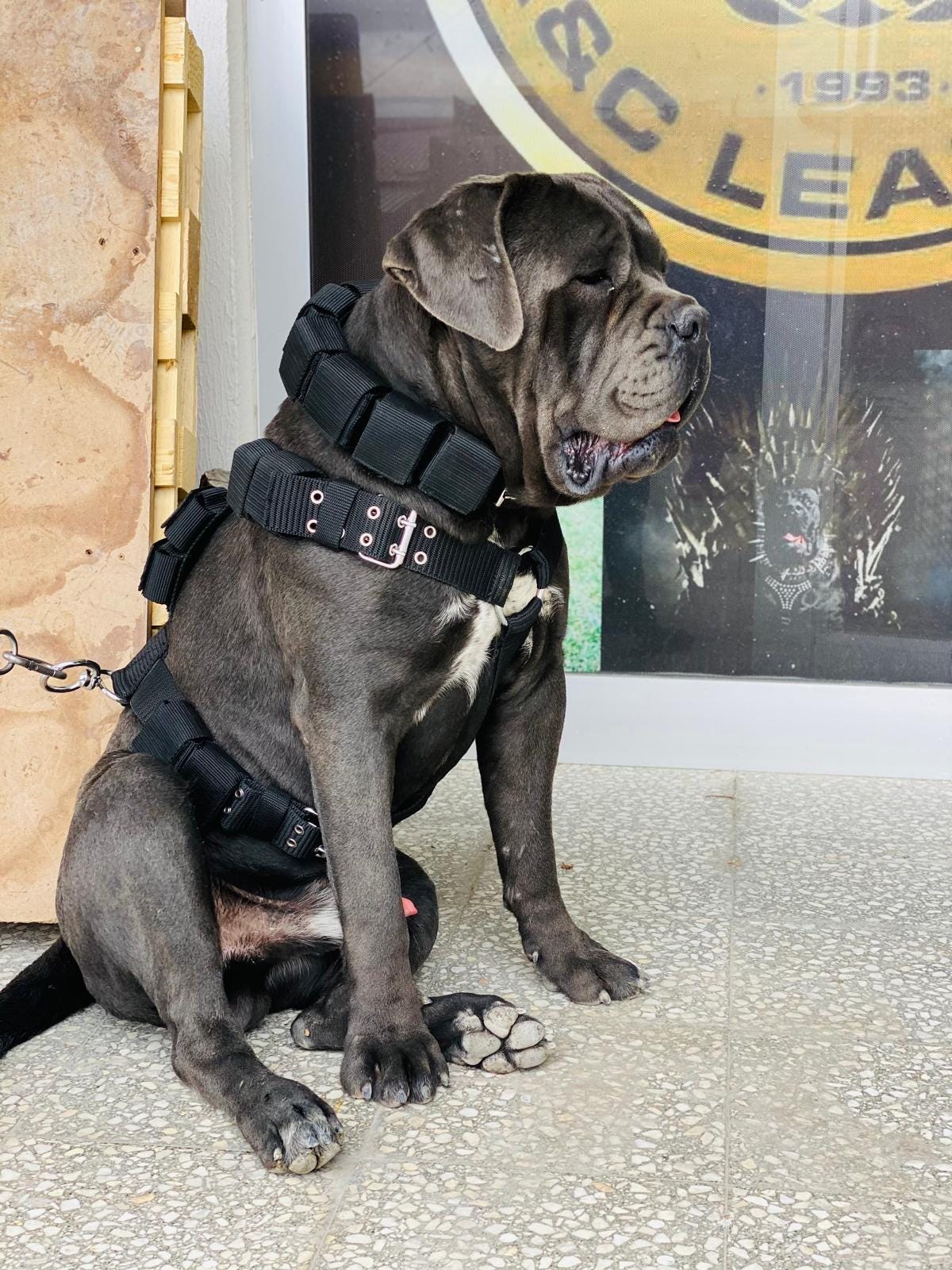 Heavy-Duty Dog Weight Training Set – Adjustable Weighted Collar & Harness for Muscle Building