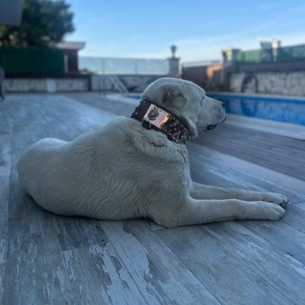 Luxury leather dog collar by A&C Dog Collars featuring bronze steel accents and crystal embellishments, handcrafted for style and durability.