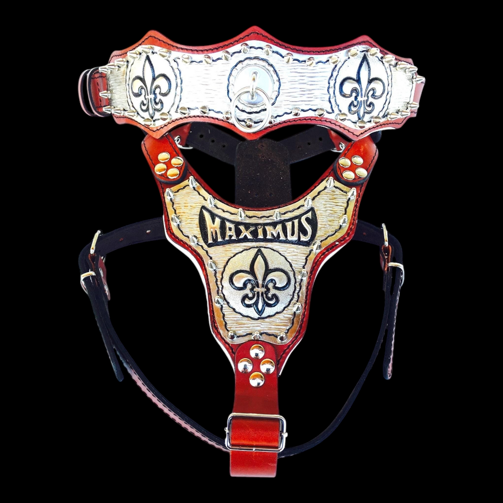 A&C Dog Collars el yapımı deri köpek göğüs tasması, üzerinde Maximus yazısı ve fleur-de-lis motifli bakır detaylar.