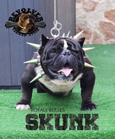 Handmade buffalo leather spiked dog collar by A&C Dog Collars, heavy-duty large breed dog collar with metal spikes and thick leather.