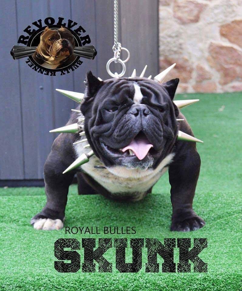 Handmade buffalo leather spiked dog collar by A&C Dog Collars, heavy-duty large breed dog collar with metal spikes and thick leather.