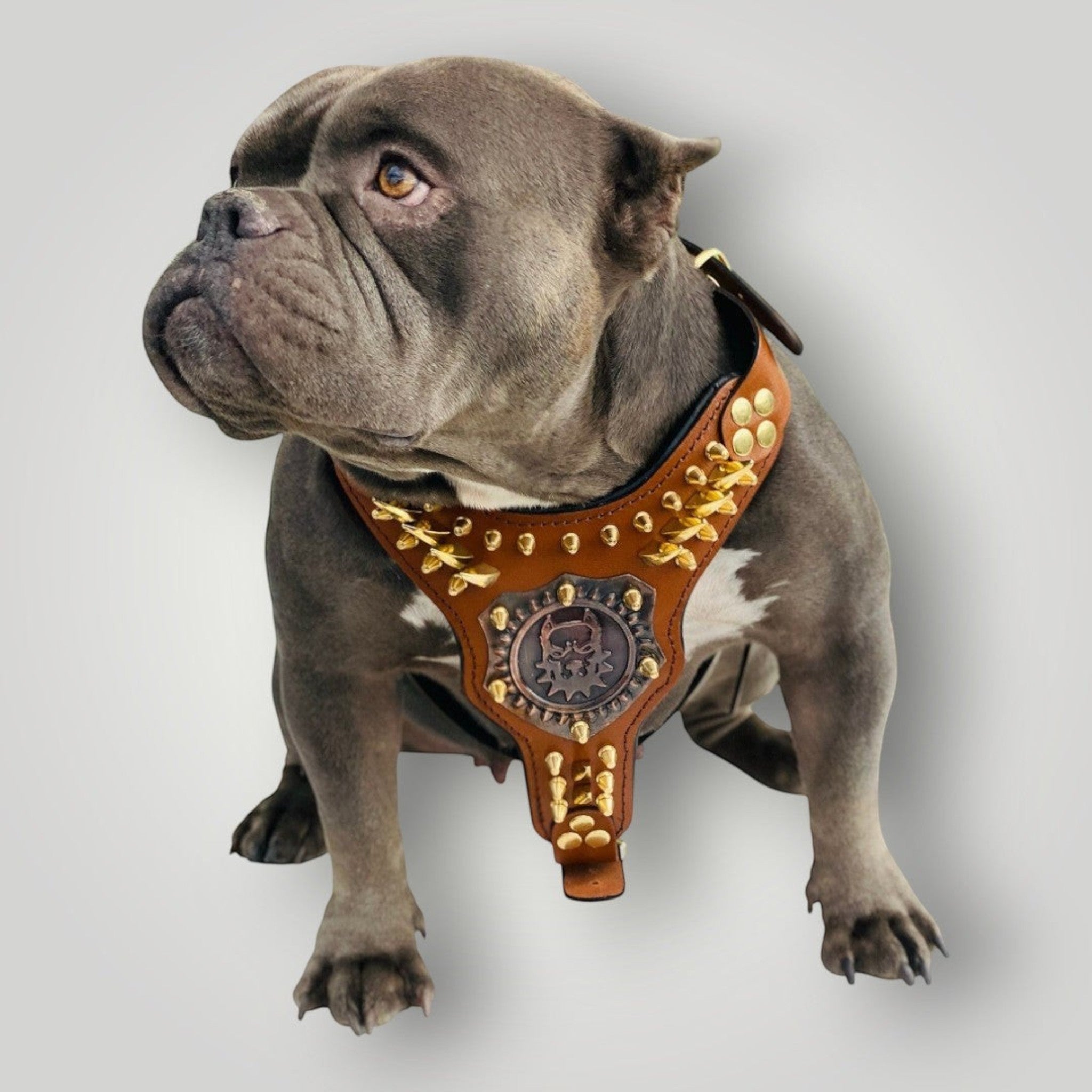 Handmade buffalo leather dog harness with personalized collar, featuring sturdy straps and adjustable fit for A&C Dog Collars.