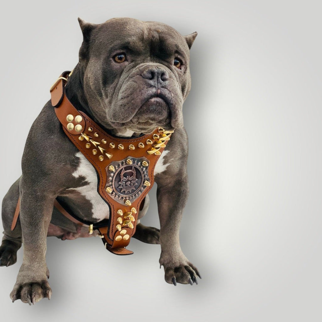 Handmade personalized buffalo leather dog harness with adjustable straps and metal buckle, crafted by A&C Dog Collars.