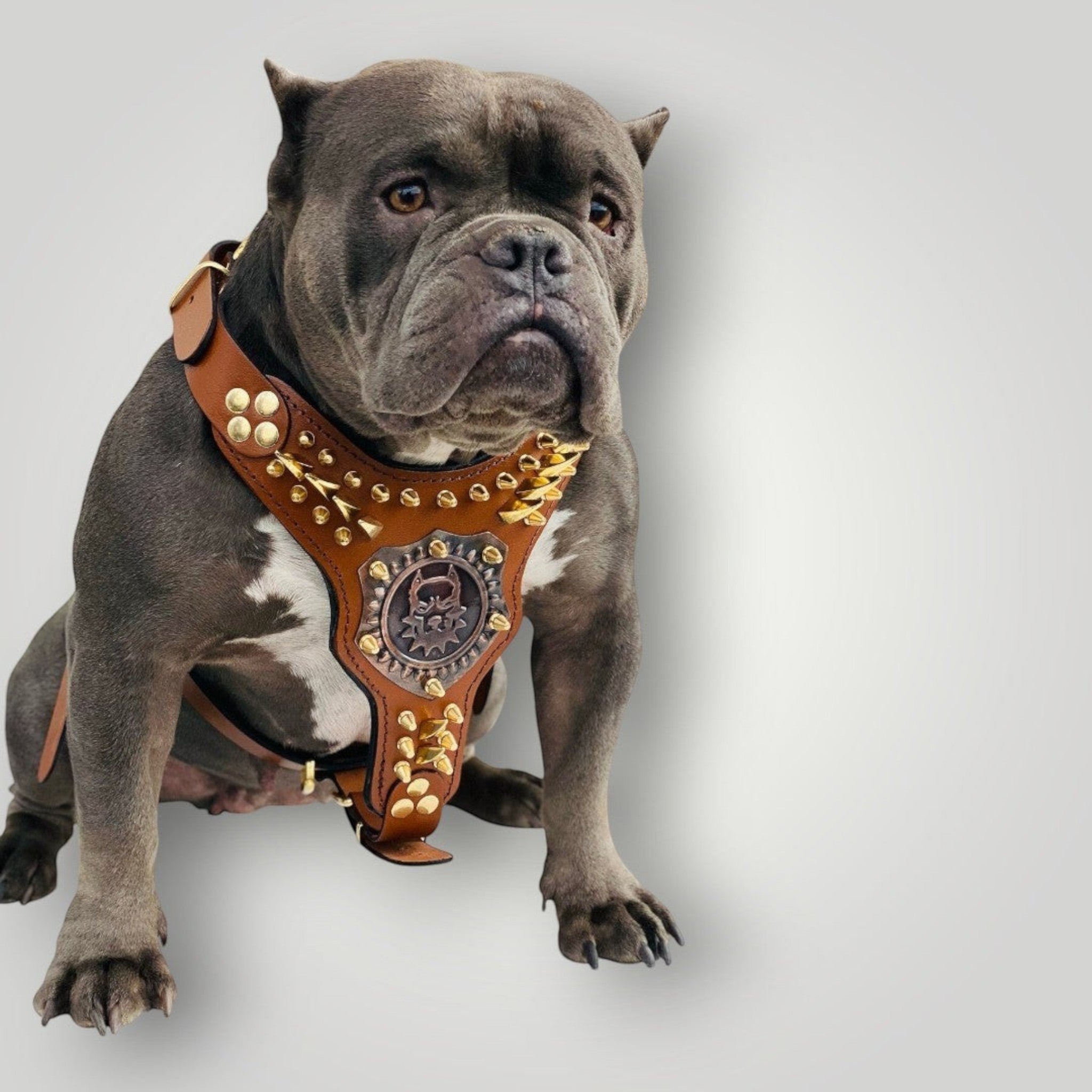 Handmade personalized buffalo leather dog harness with adjustable straps and metal buckle, crafted by A&C Dog Collars.