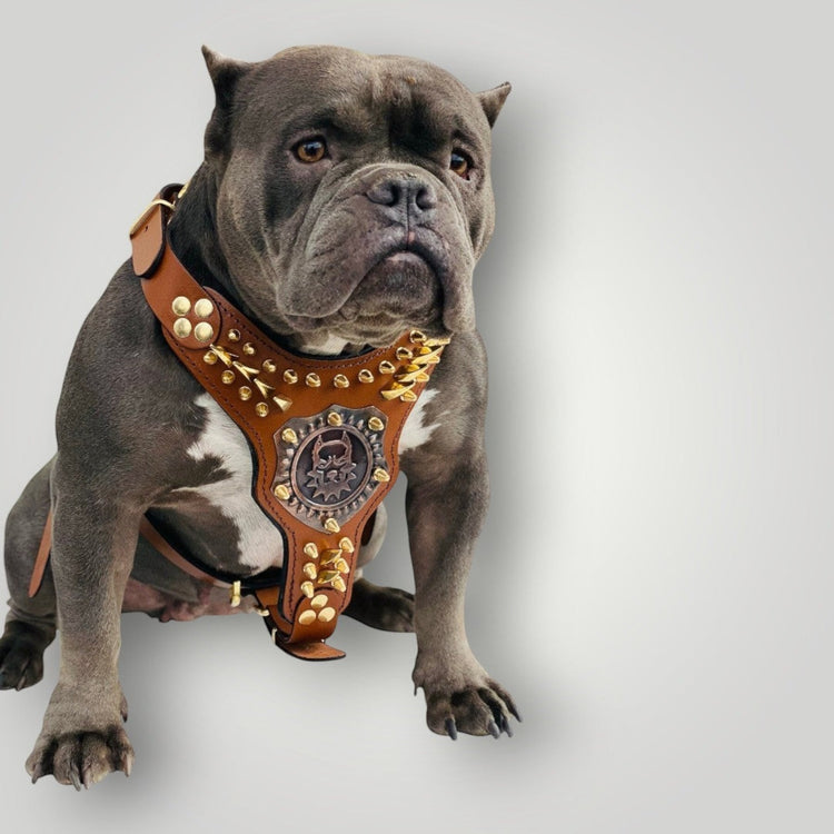 Handmade personalized buffalo leather dog harness with adjustable straps and metal buckle, crafted by A&C Dog Collars.