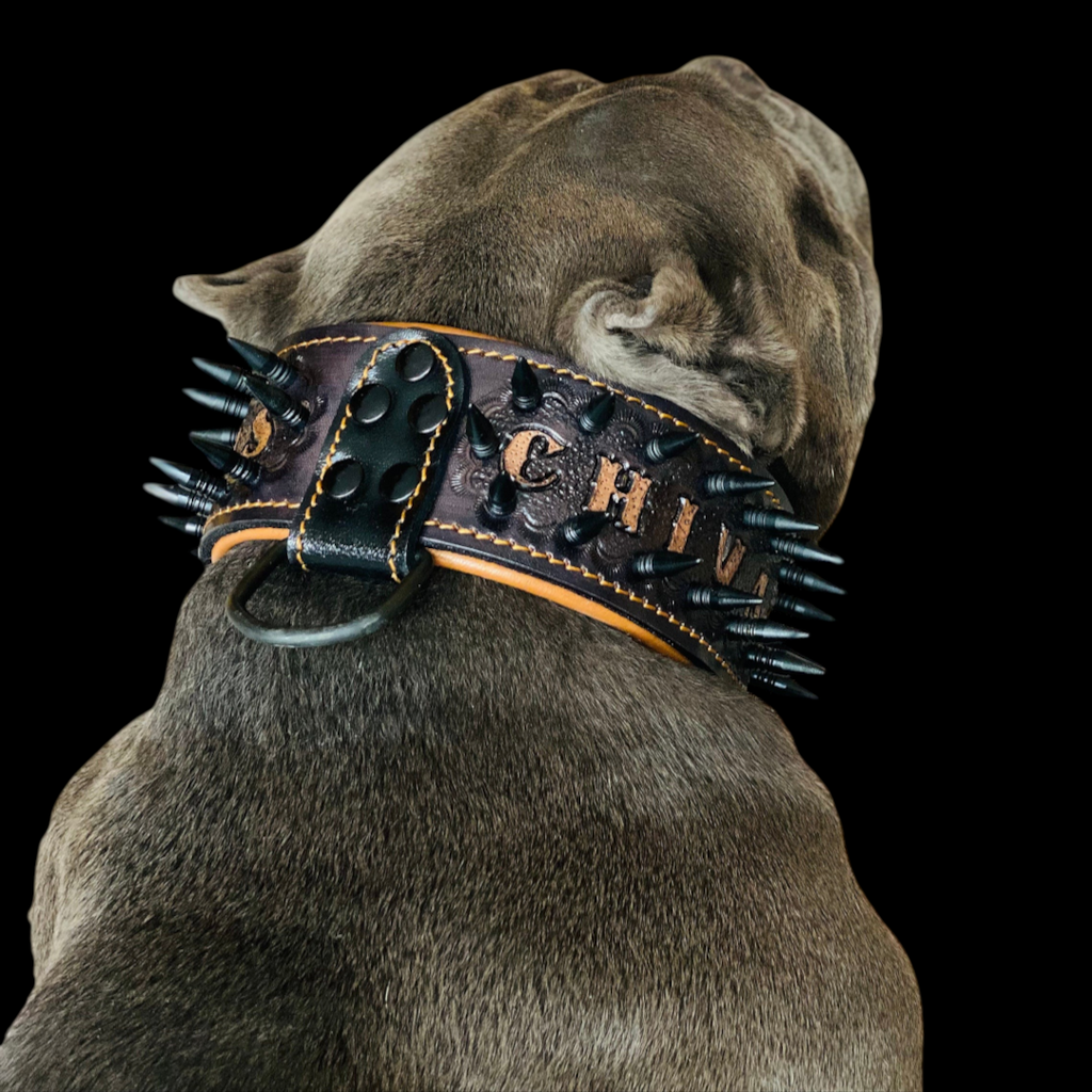 Handmade personalized leather dog collar with spikes and custom name tag for large breeds by A&C Dog Collars.