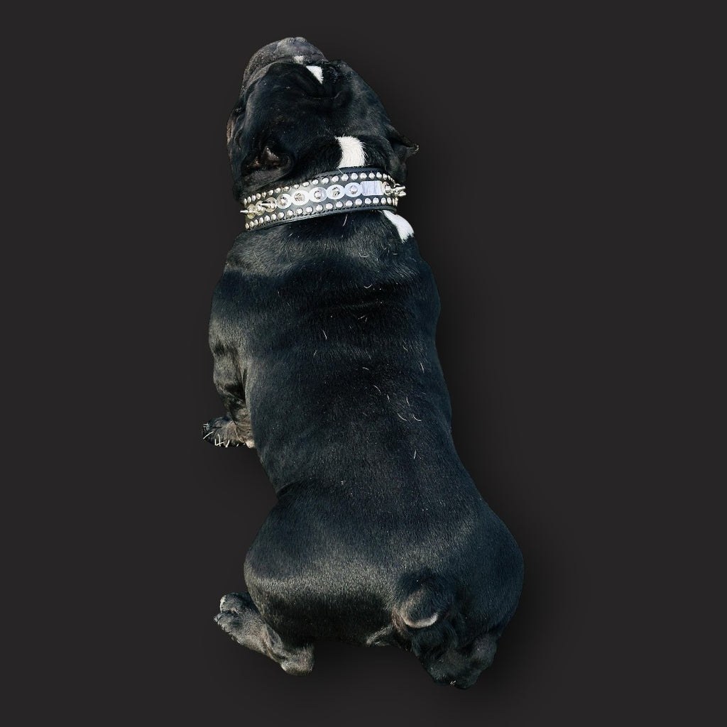 Handmade leather dog collar with spikes and custom laser-engraved name tag, designed for medium breed dogs by A&C Dog Collars