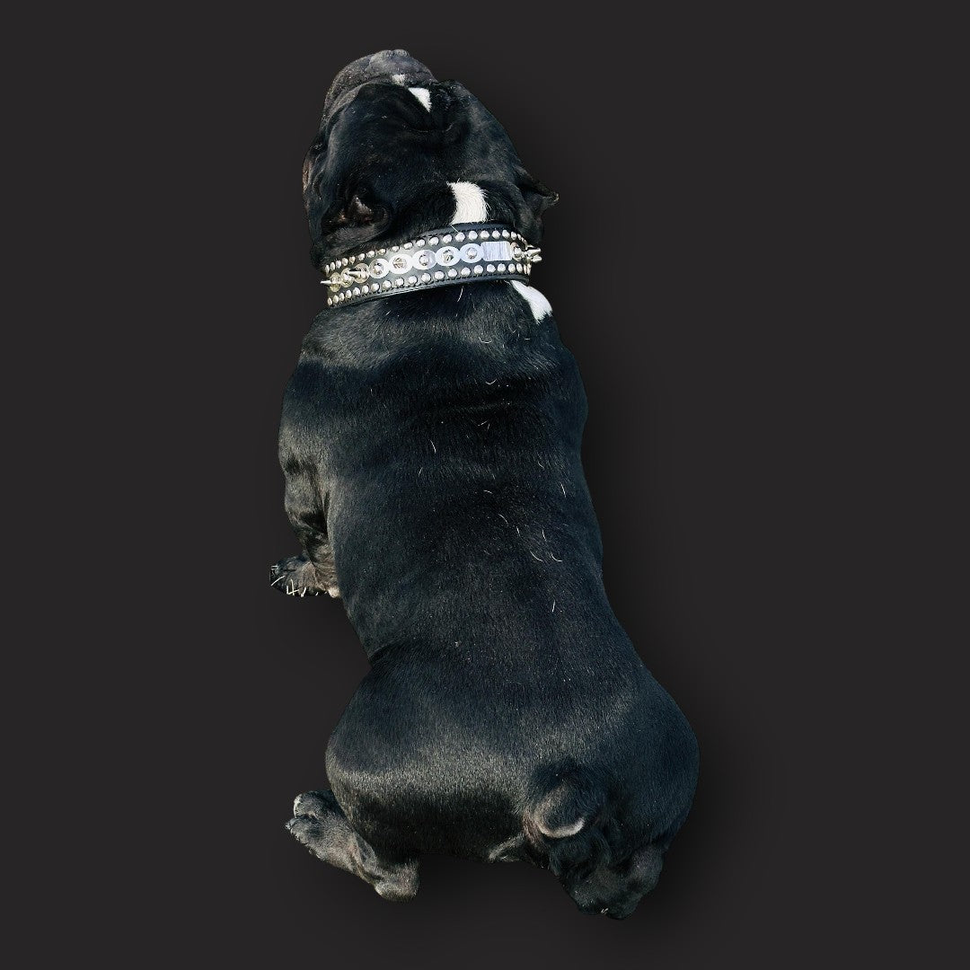 Handmade leather dog collar with spikes and custom laser-engraved name tag, designed for medium breed dogs by A&C Dog Collars