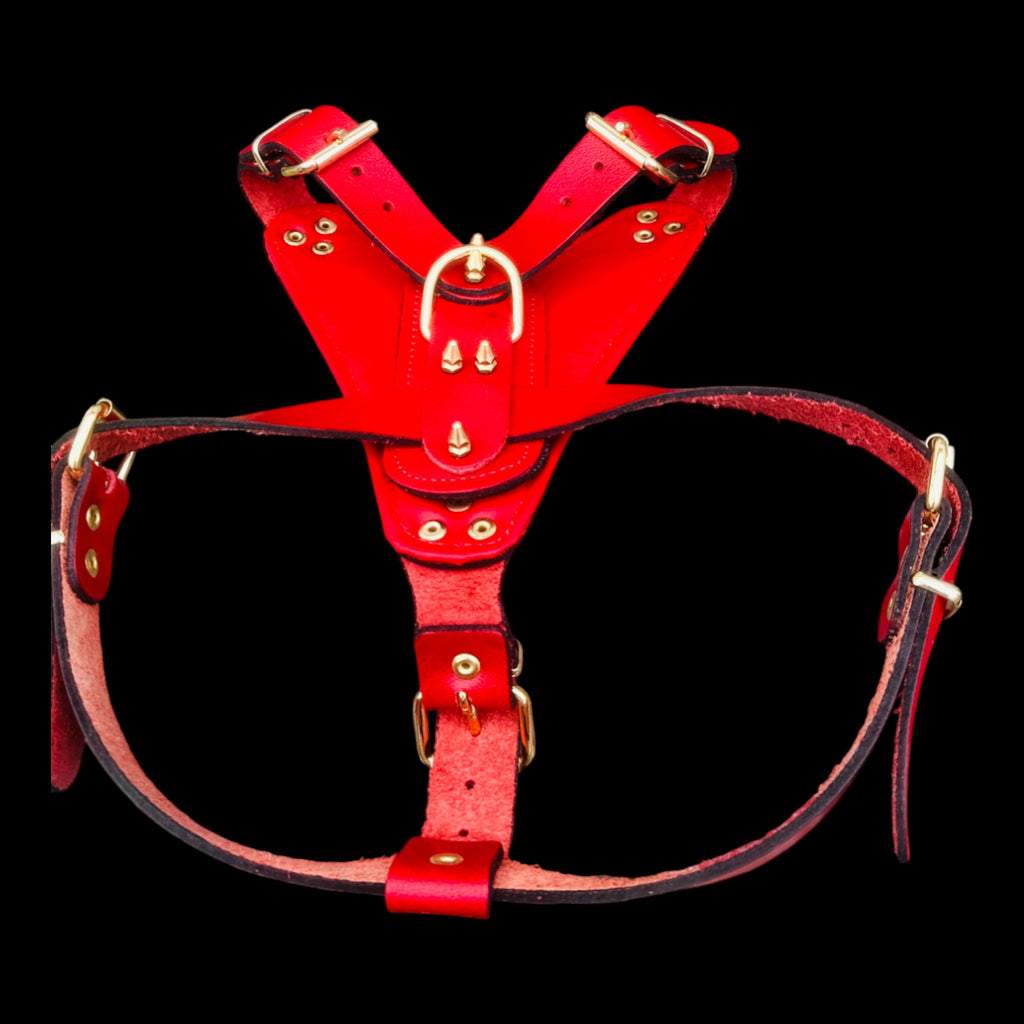 Strong red chest harness for Cane Corso with skull design