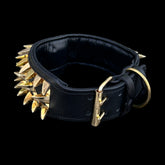 bully_k9_rottweiler_gold_spiked_collar