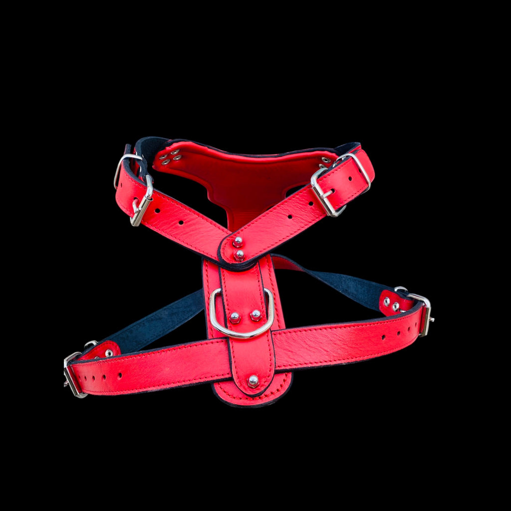 Strong red harness with lion emblem for Kangal