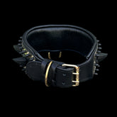 Premium gold lion logo dog collar for K9 training