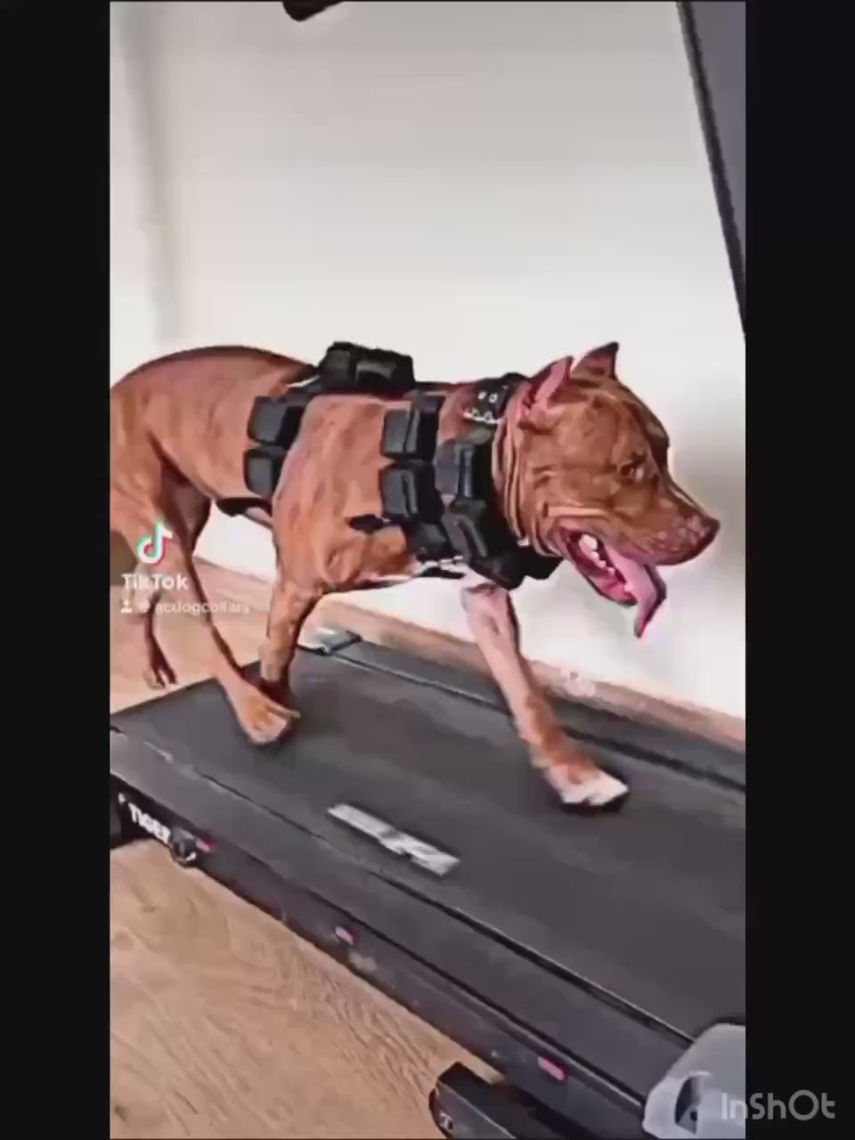 Heavy-Duty Dog Weight Training Set – Adjustable Weighted Collar & Harness for Muscle Building