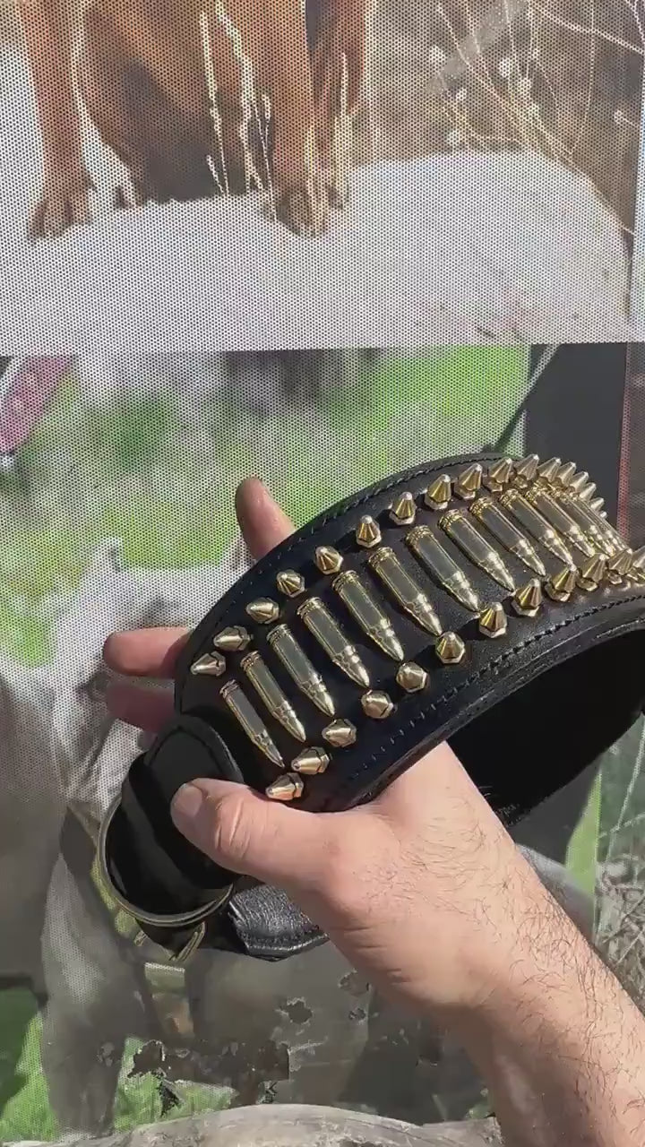 8cm Wide(3,15 inhes)  Leather Dog Collar – Handmade Dog Collar with Bullet Studs & Lion Logo – Kangal, Cane Corso, Rottweiler, Presa Canario