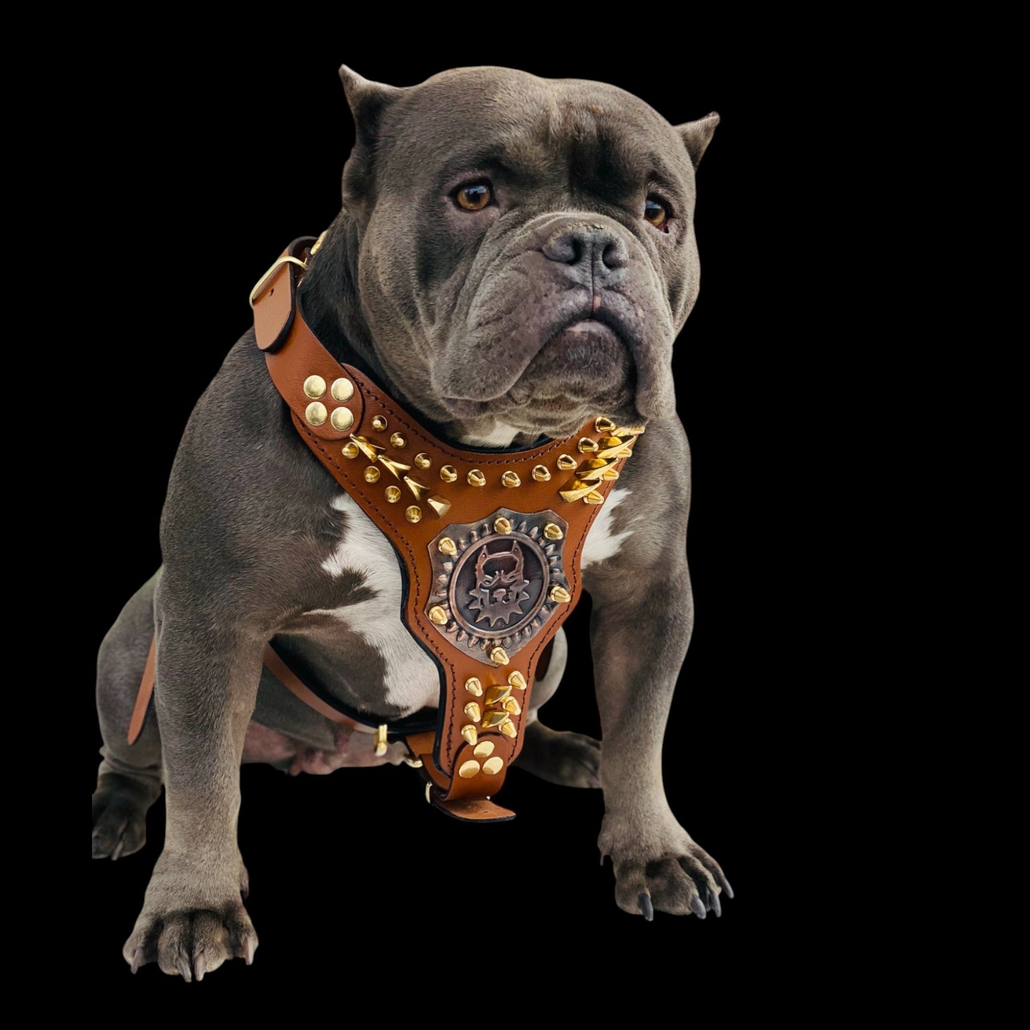 Copper emblem spiked chest harness for American Bully